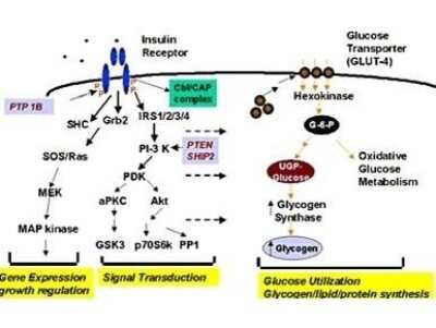 Signal Stimulation: Glycogen Synthase [p Ser641] Antibody [NB600-611]